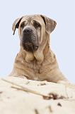 CANE CORSO 603